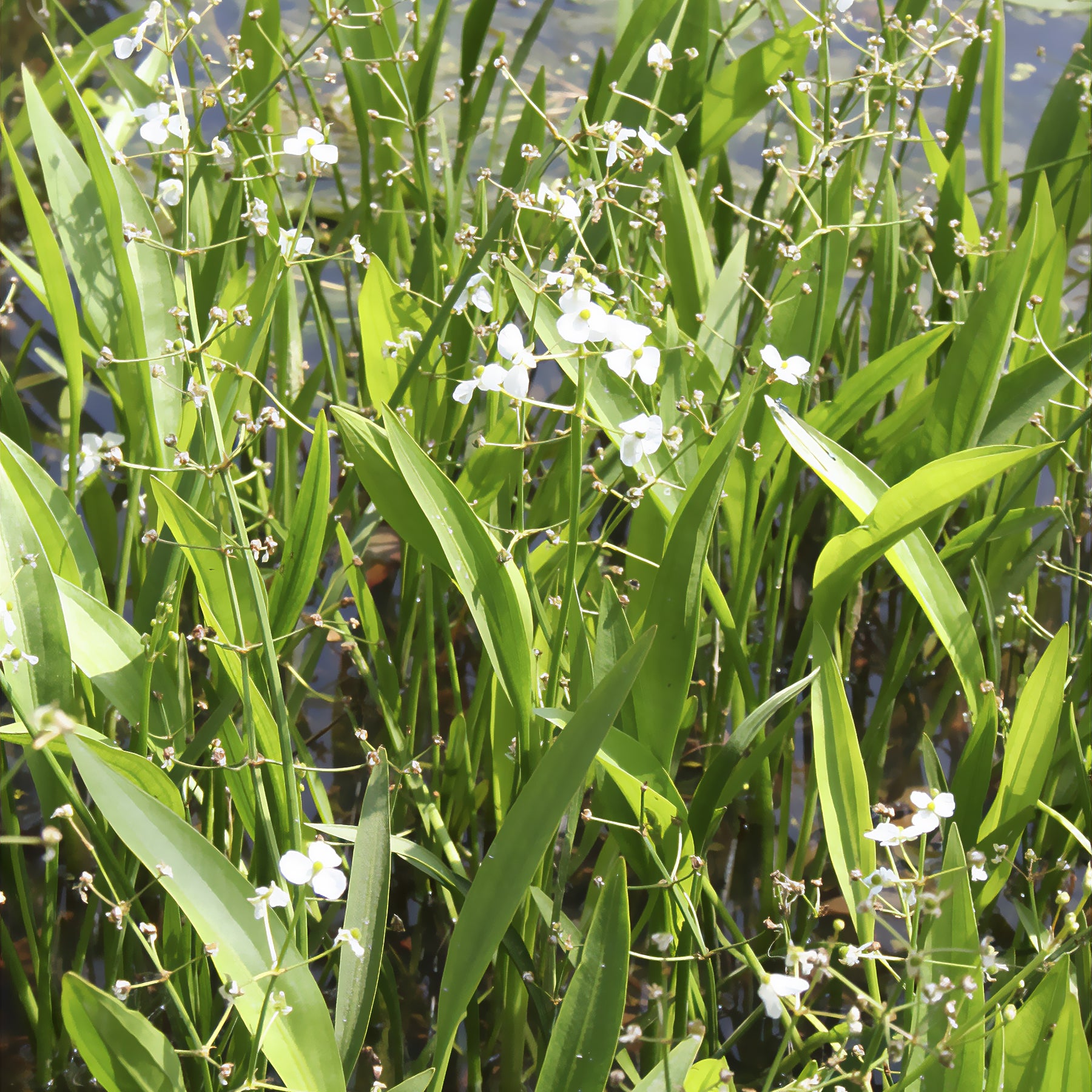Uferpflanzen - Sagittaria graminiforme aquatisch - Sagittaria graminea