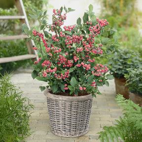 Vaccinium x ashei Pink Lemonade - Heidelbeere ‘Pink Lemonade’ - Heidelbeeren