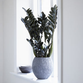 Zamioculcas zamiifolia 'Raven'. - Willemse