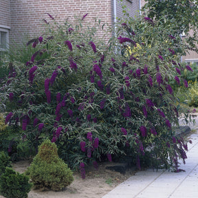 Sommerflieder 'Black Knight' - Buddleja davidii Black Knight - Willemse