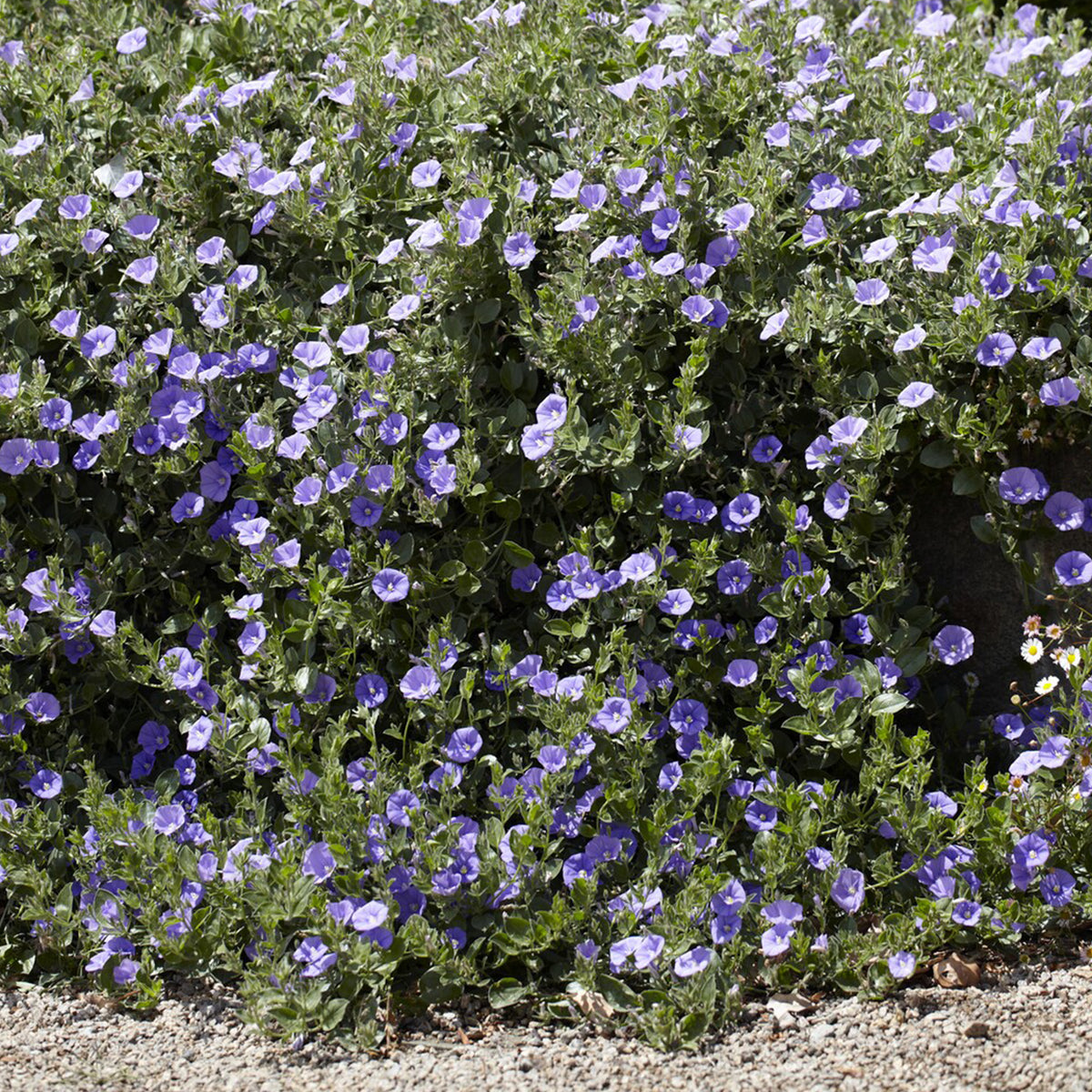 Convolvulus sabatius Compacta - Kriechende Winde - Bodendecker
