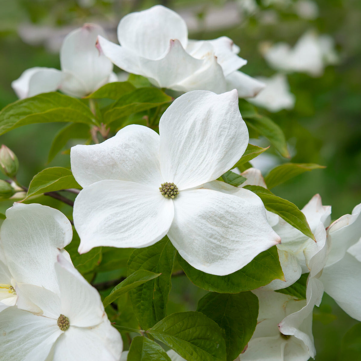 Amerikanischer Blumen-Hartriegel - Cornus florida - Willemse
