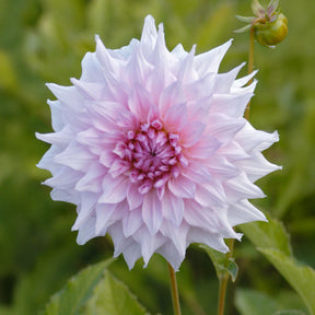 Dekorative Dahlie Shiloh Noelle - Dahlia Shiloh Noelle - Willemse