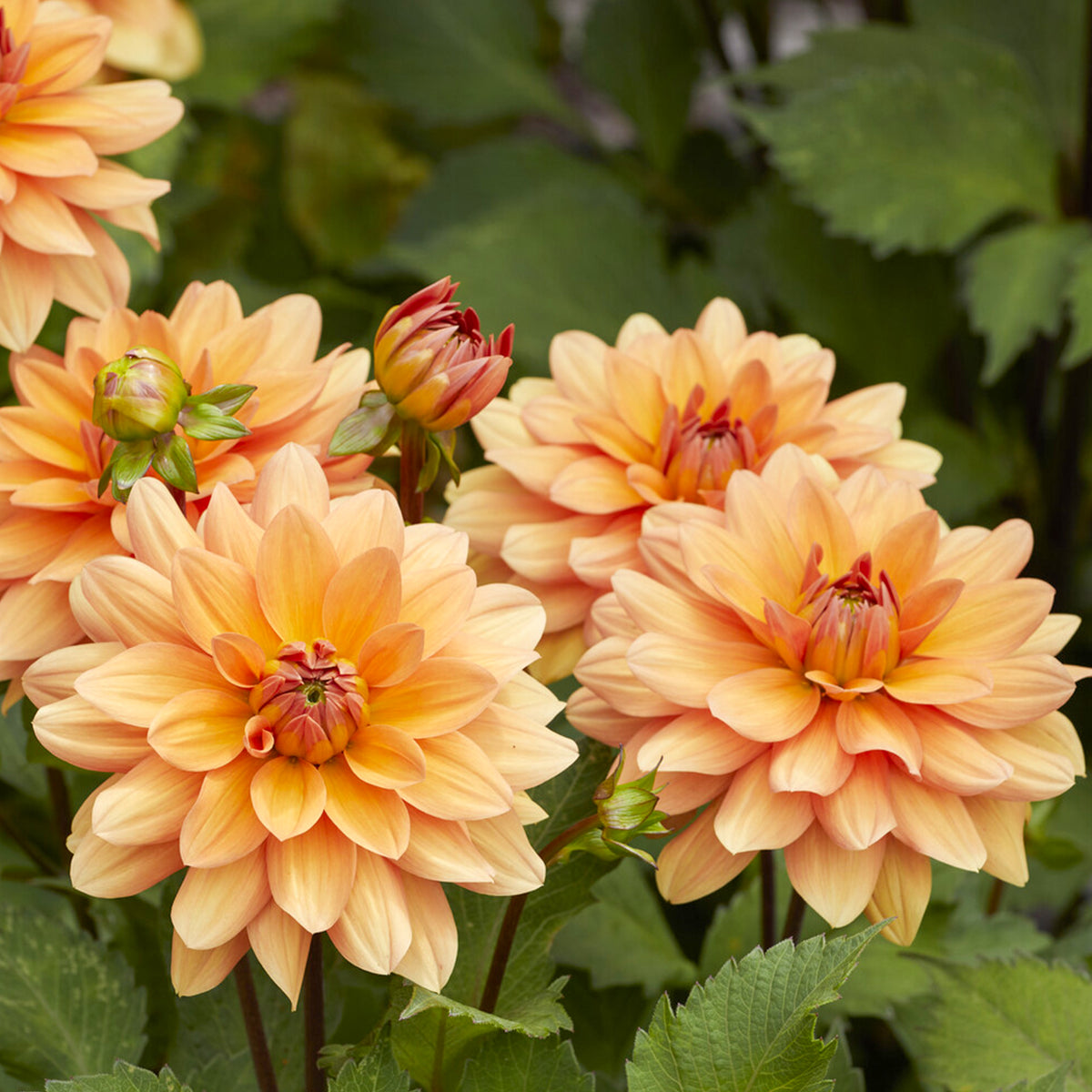 Dekorative Dahlie Yelno Harmony - Dahlia Yelno Harmony - Willemse