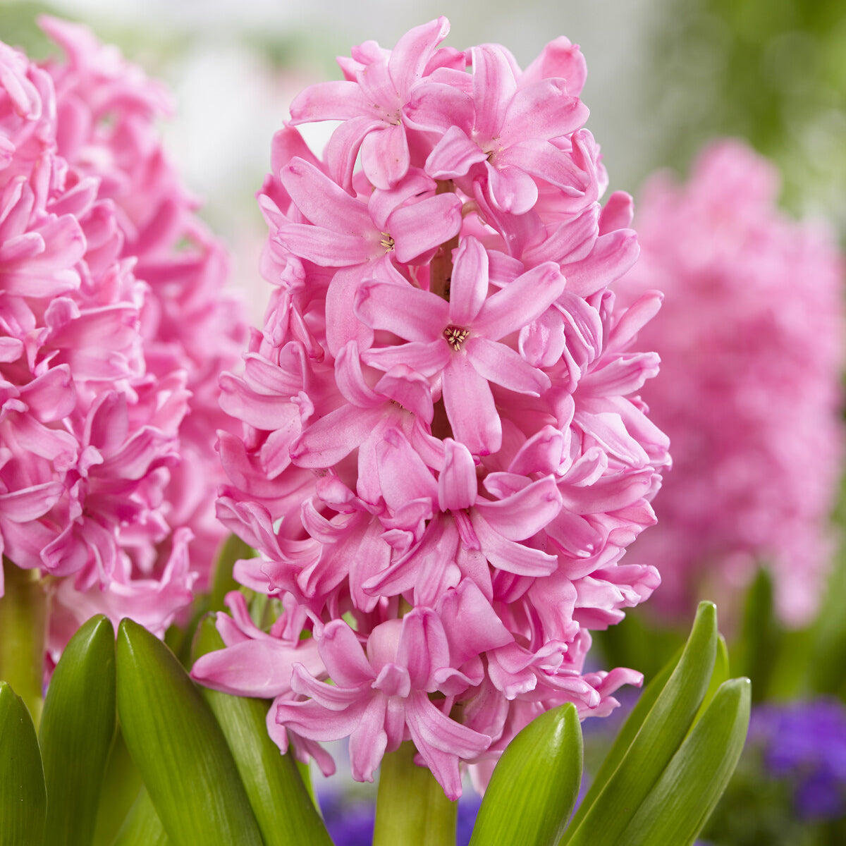 Hyazinthe Pink Pearl - Willemse