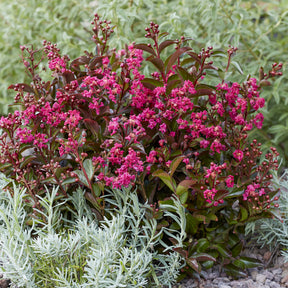 Indianerflieder 'Berry Dazzle®' - Lagerstroemia indica Berry Dazzle® - Willemse
