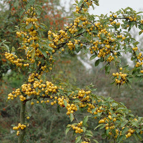 Zierapfel Golden Hornet