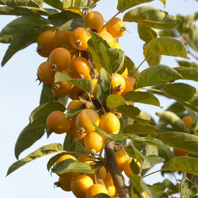 Zierapfel Golden Hornet - Willemse