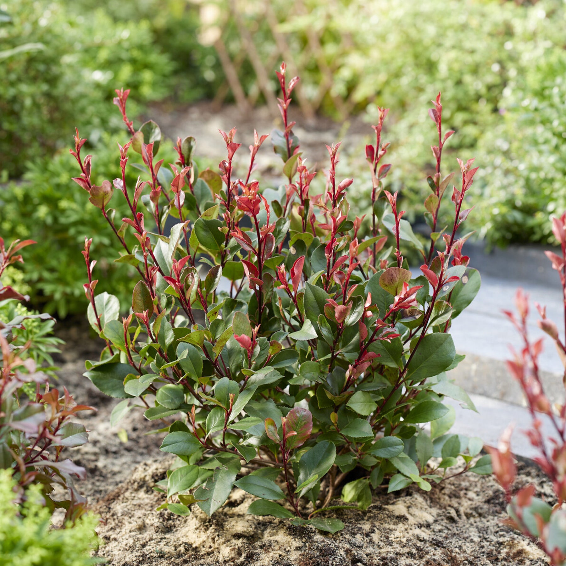 Glanzmispel 'Little Red Robin' - Photinia x fraseri Little Red Robin - Willemse