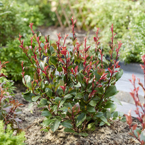 Glanzmispel 'Little Red Robin' - Photinia x fraseri Little Red Robin - Willemse