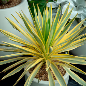 Kerzen-Palmlilie ‘Citrus Twist’® - Yucca gloriosa Citrus Twist ® - Willemse