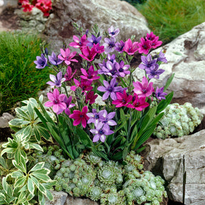Pavianblume