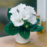 Gloxinie Mont Blanc - Gloxinia speciosa Mont Blanc - Willemse