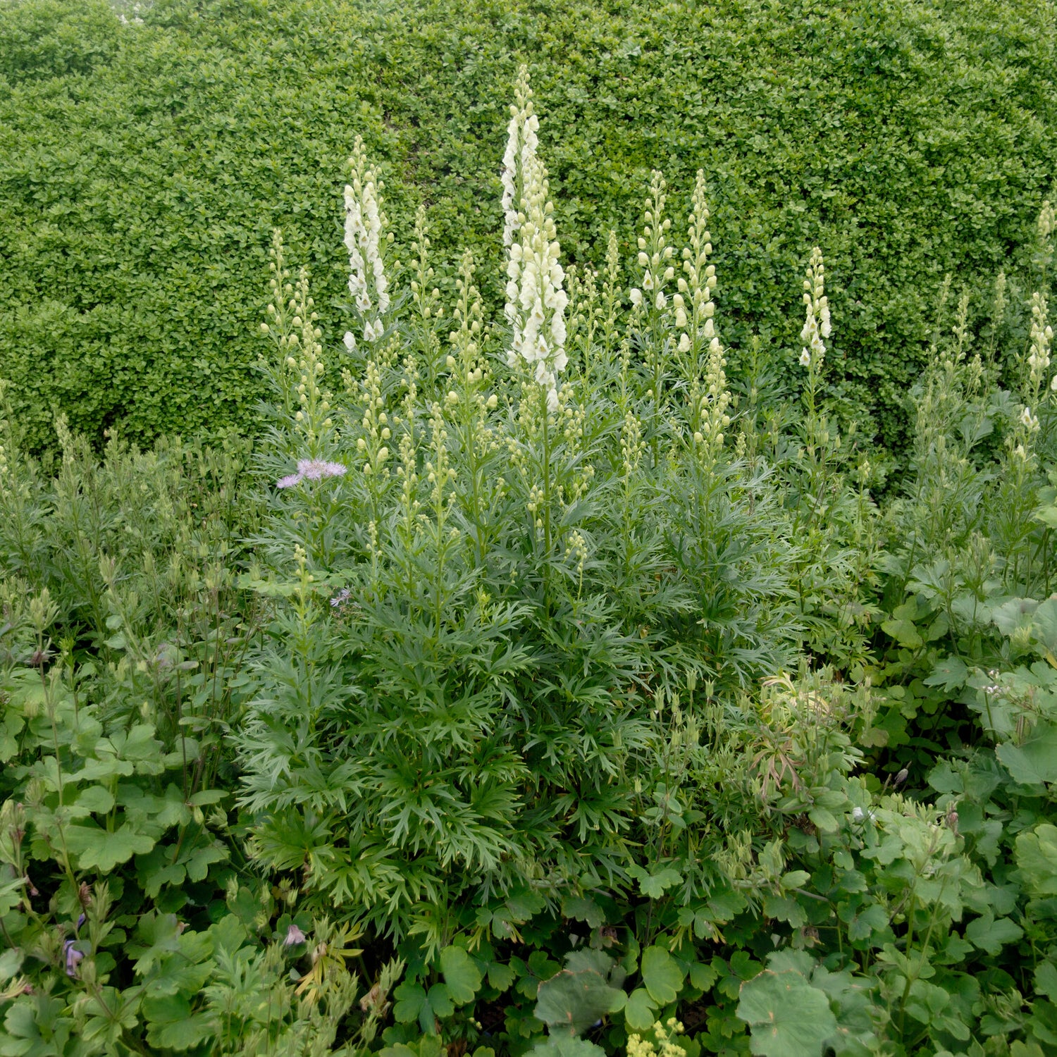 Weißblühender Eisenhut Album - Aconitum napellus Album - Willemse