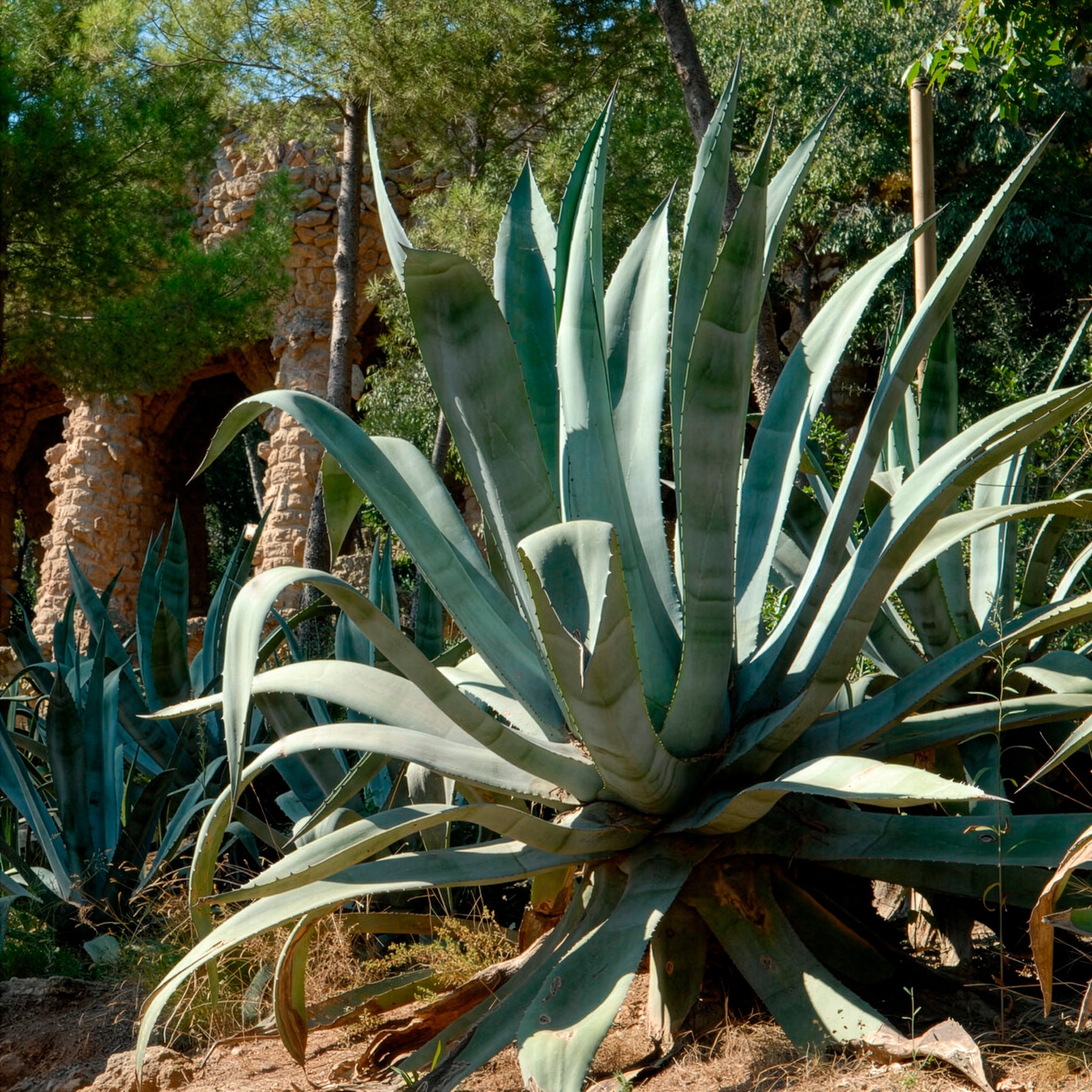 Amerikanische Agave - Willemse