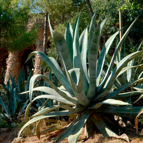 Amerikanische Agave - Willemse