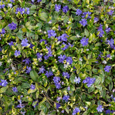 Immergrün - Großblättriges Immergrün Variegata - Vinca major Variegata