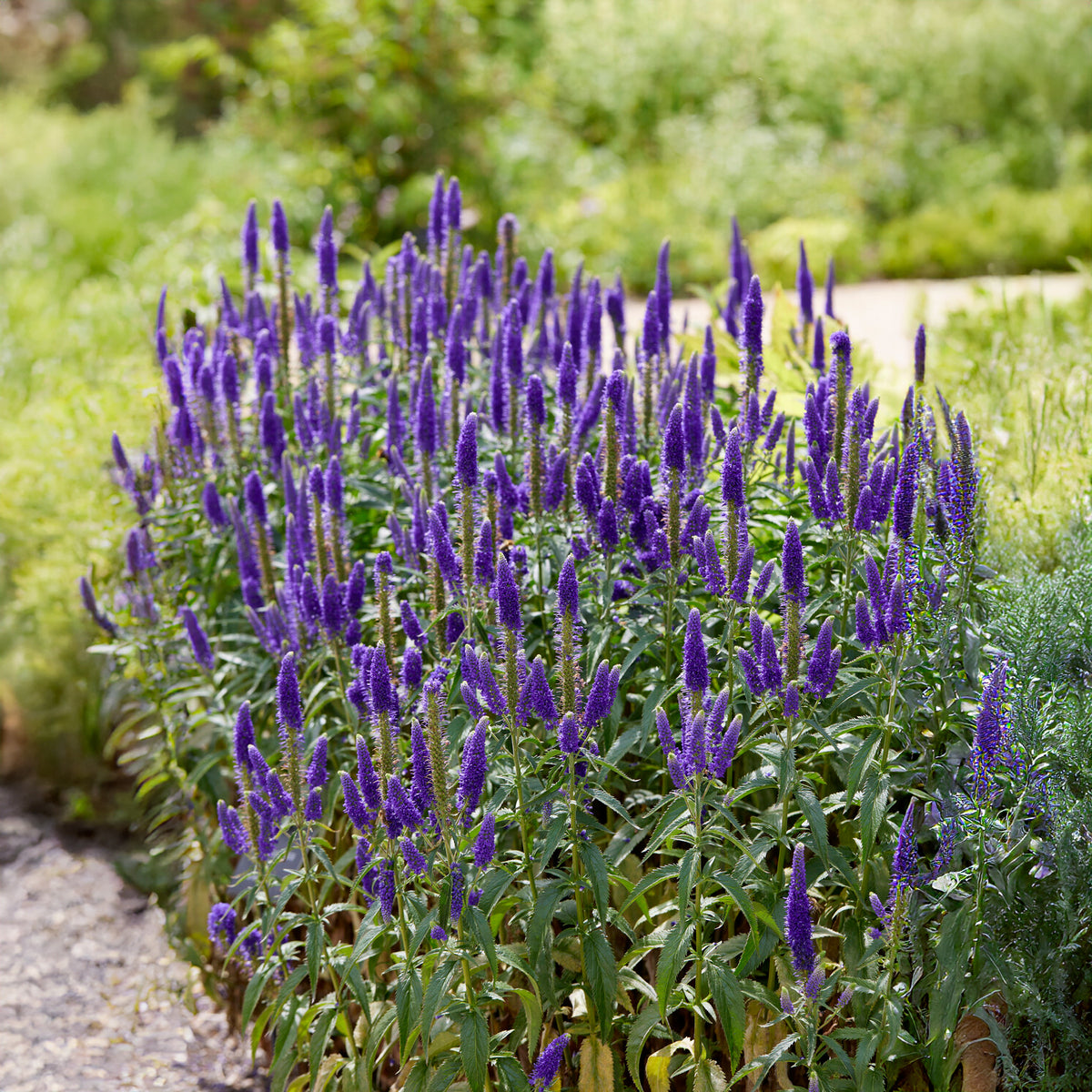 Scheinähriger Ehrenpreis Royal Candles - Willemse