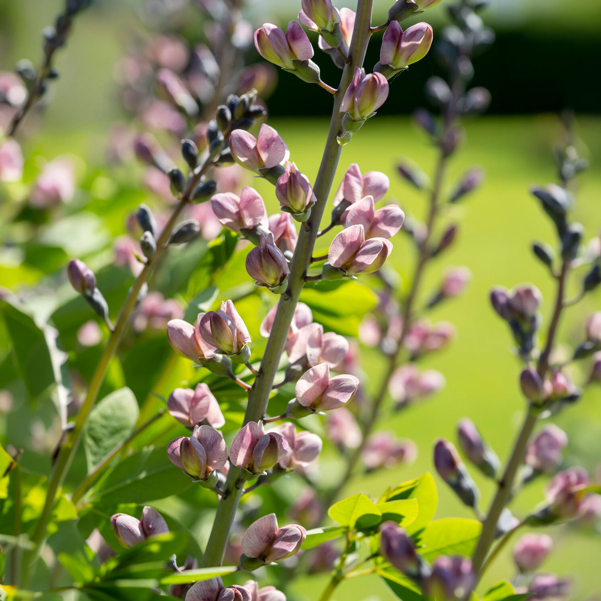 Baptisia Pink Truffles - Indigo-Lupine Decadence Pink Truffles - Baptisia - Indigolupine