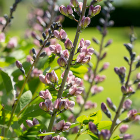 Baptisia Pink Truffles - Indigo-Lupine Decadence Pink Truffles - Baptisia - Indigolupine