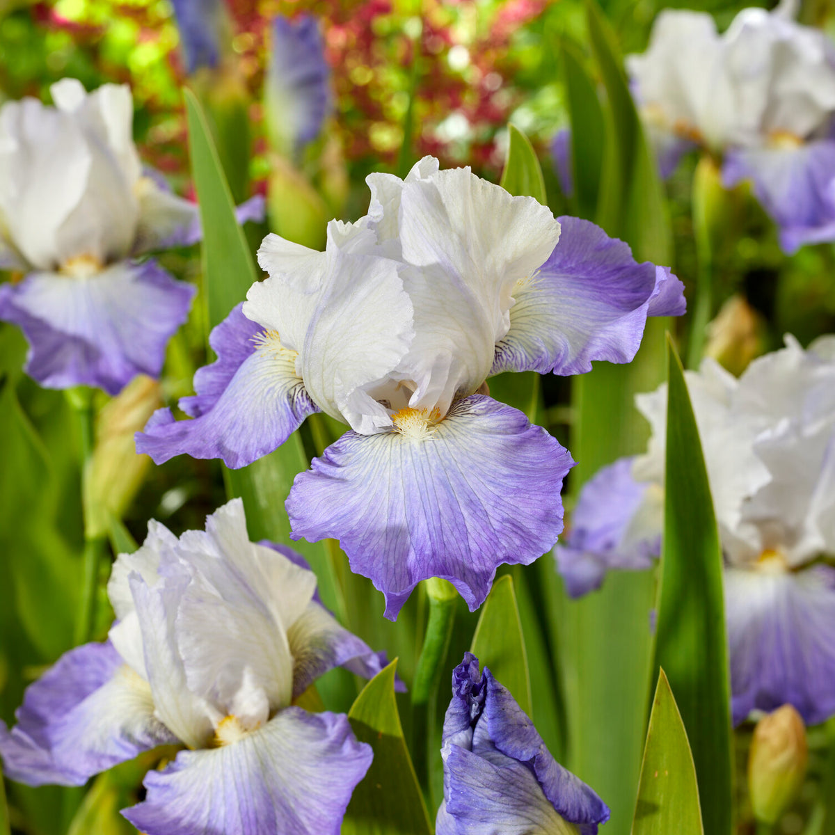 Schwertlilie Alizes - Iris germanica Alizés - Willemse