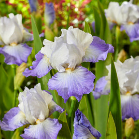 Schwertlilie Alizes - Iris germanica Alizés - Willemse