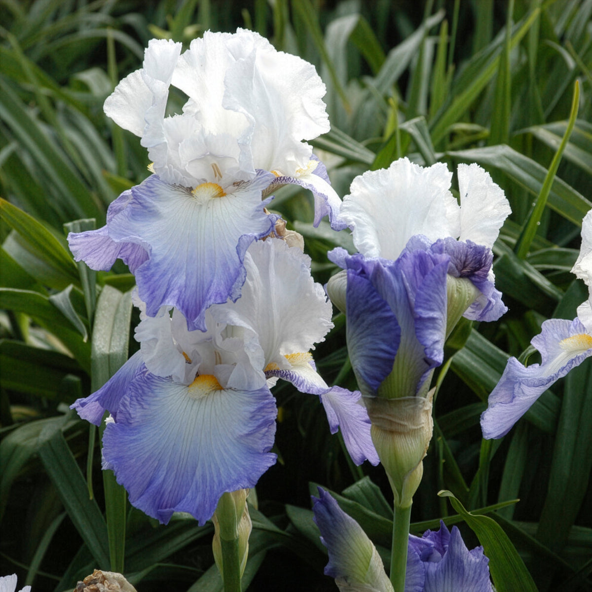 Iris germanica Alizés - Schwertlilie Alizes - Iris germanica - Deutsche Schwertlilie