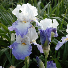 Iris germanica Alizés - Schwertlilie Alizes - Iris germanica - Deutsche Schwertlilie