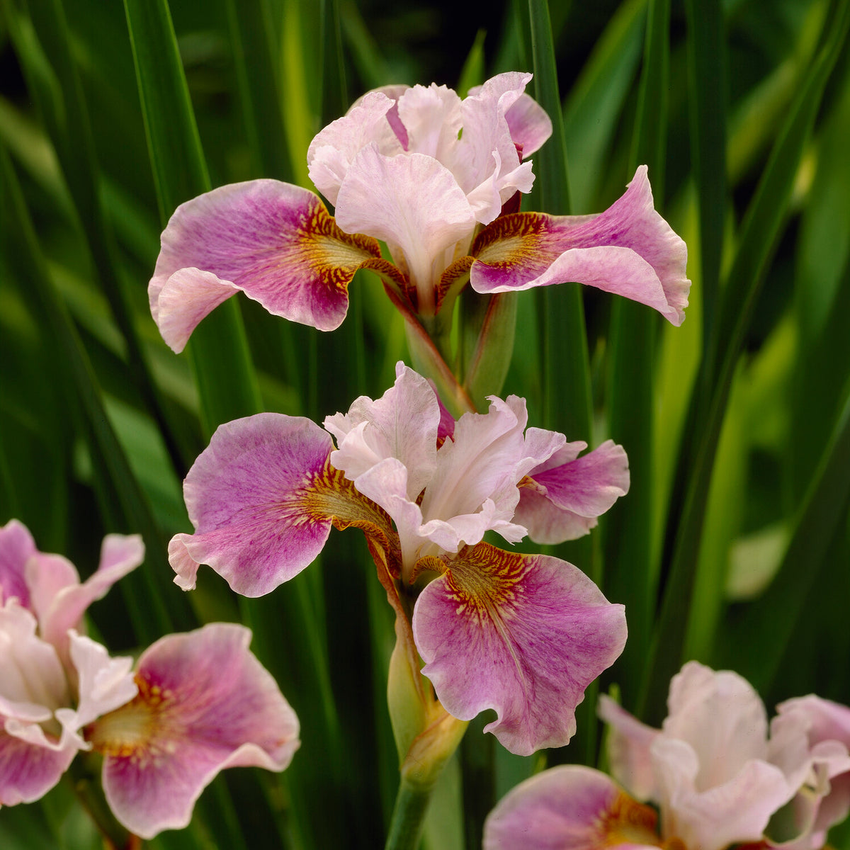 Sibirische Schwertlilie Dance Ballerina Dance - Iris sibirica Dance Ballerina Dance - Willemse