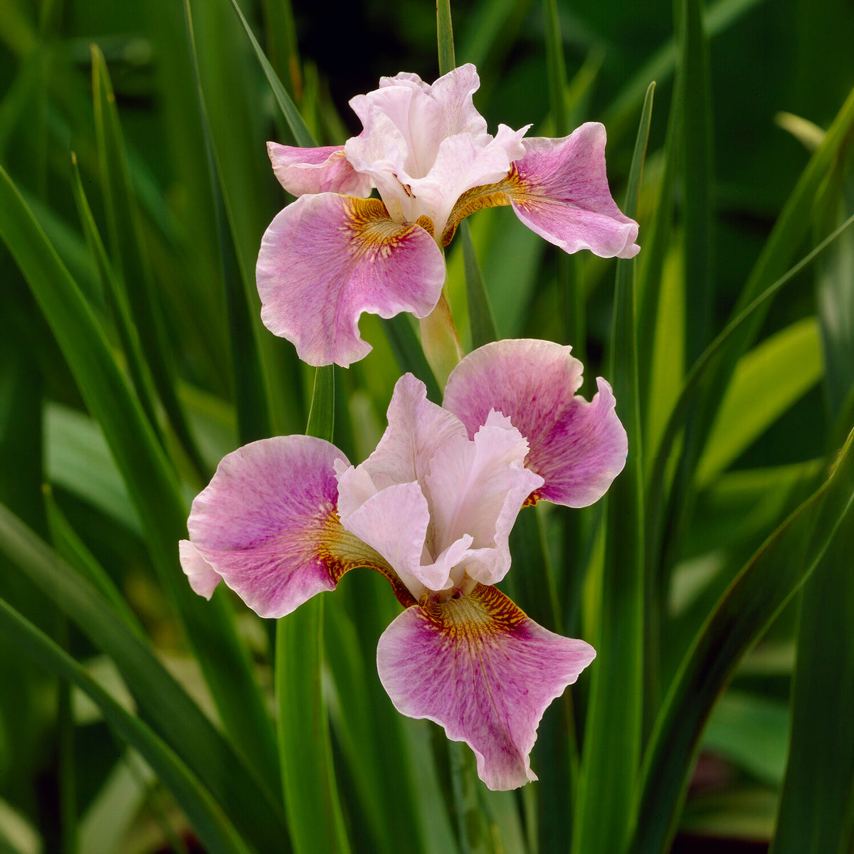 Sibirische Schwertlilie Dance Ballerina Dance - Willemse