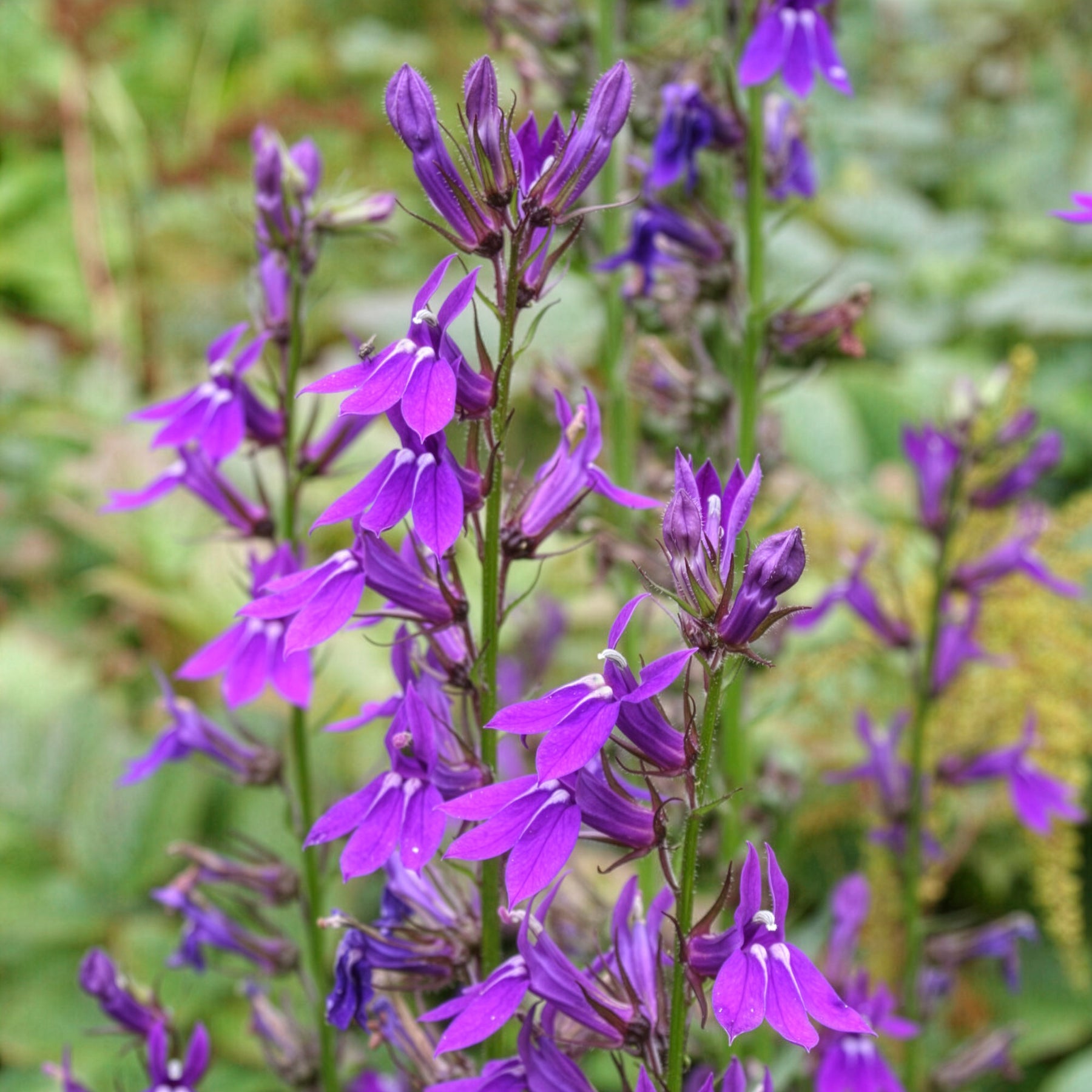 Lobelie Vedrariensis - Willemse