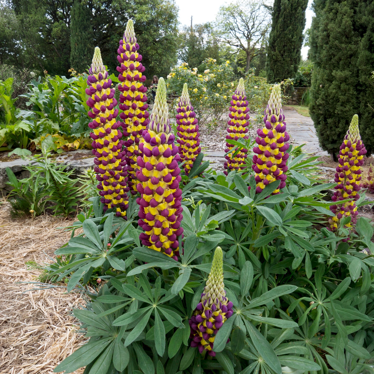 Lupine Manhattan Lights - Lupinus Manhattan Lights® - Willemse