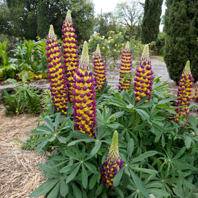 Lupine Manhattan Lights - Lupinus Manhattan Lights® - Willemse
