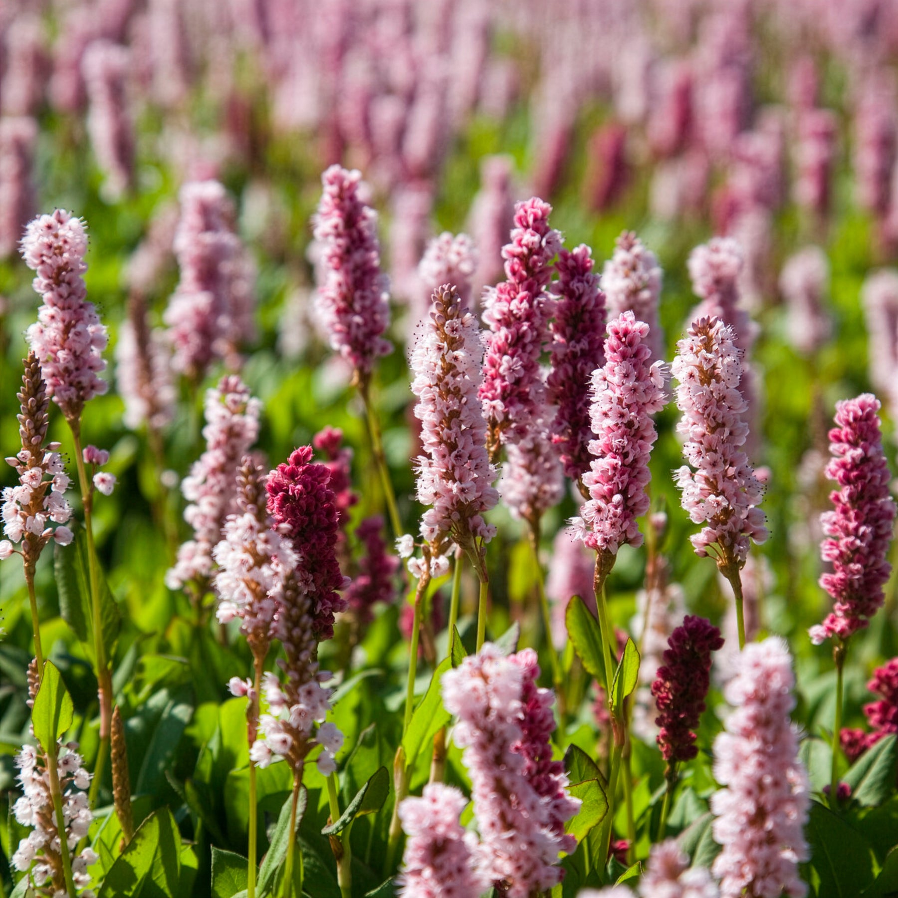 Schneckenknöterich Kabouter - Willemse