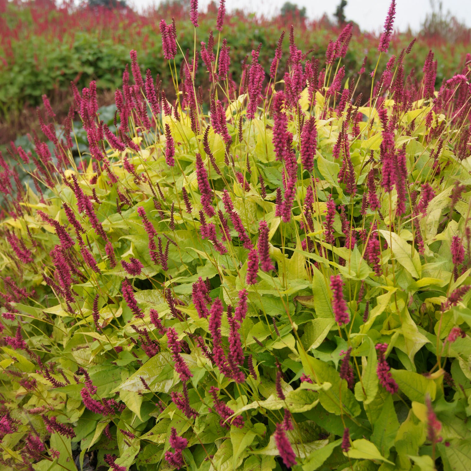 Kerzenknöterich Golden Arrow - Willemse