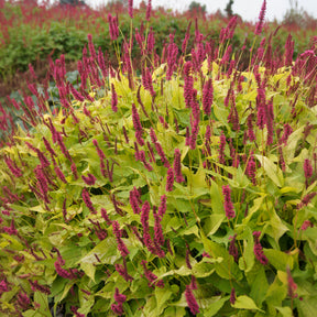 Kerzenknöterich Golden Arrow - Willemse