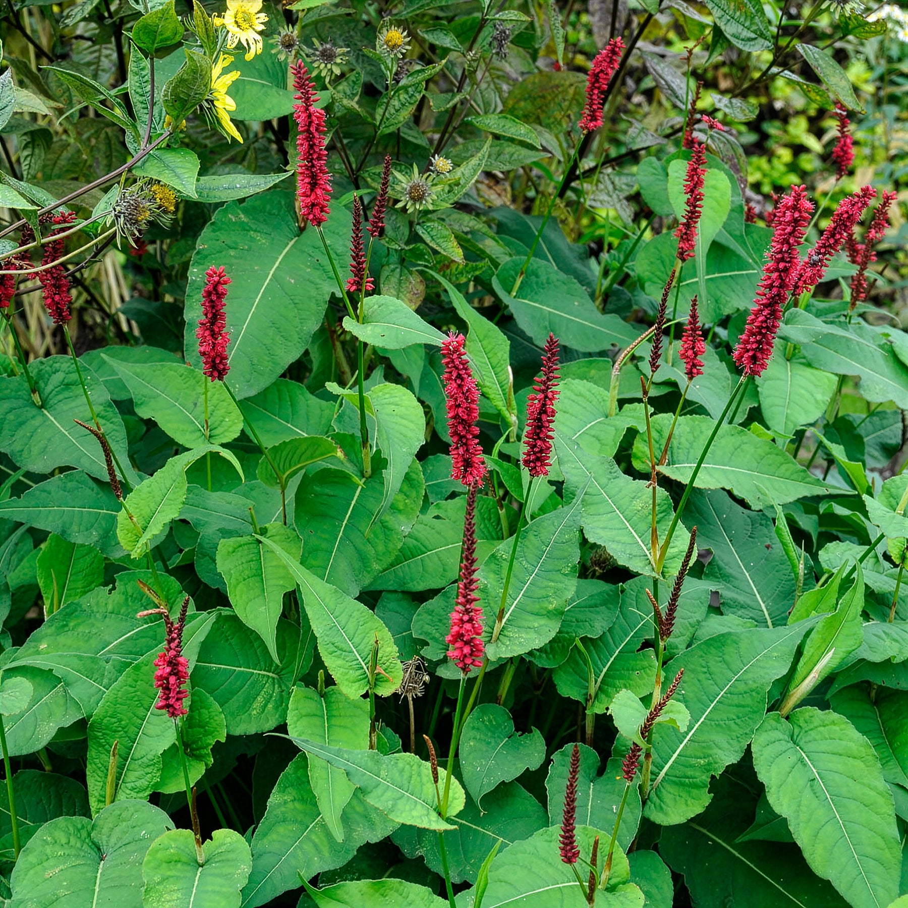 Kerzenknöterich Blackfield - Persicaria - Knöterich - Willemse