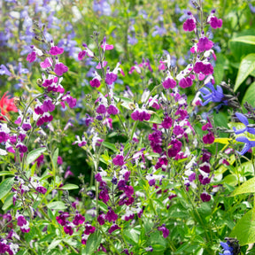 Strauchiger Salbei Amethyst Lips - Salvia greggii Amethyst Lips - Willemse