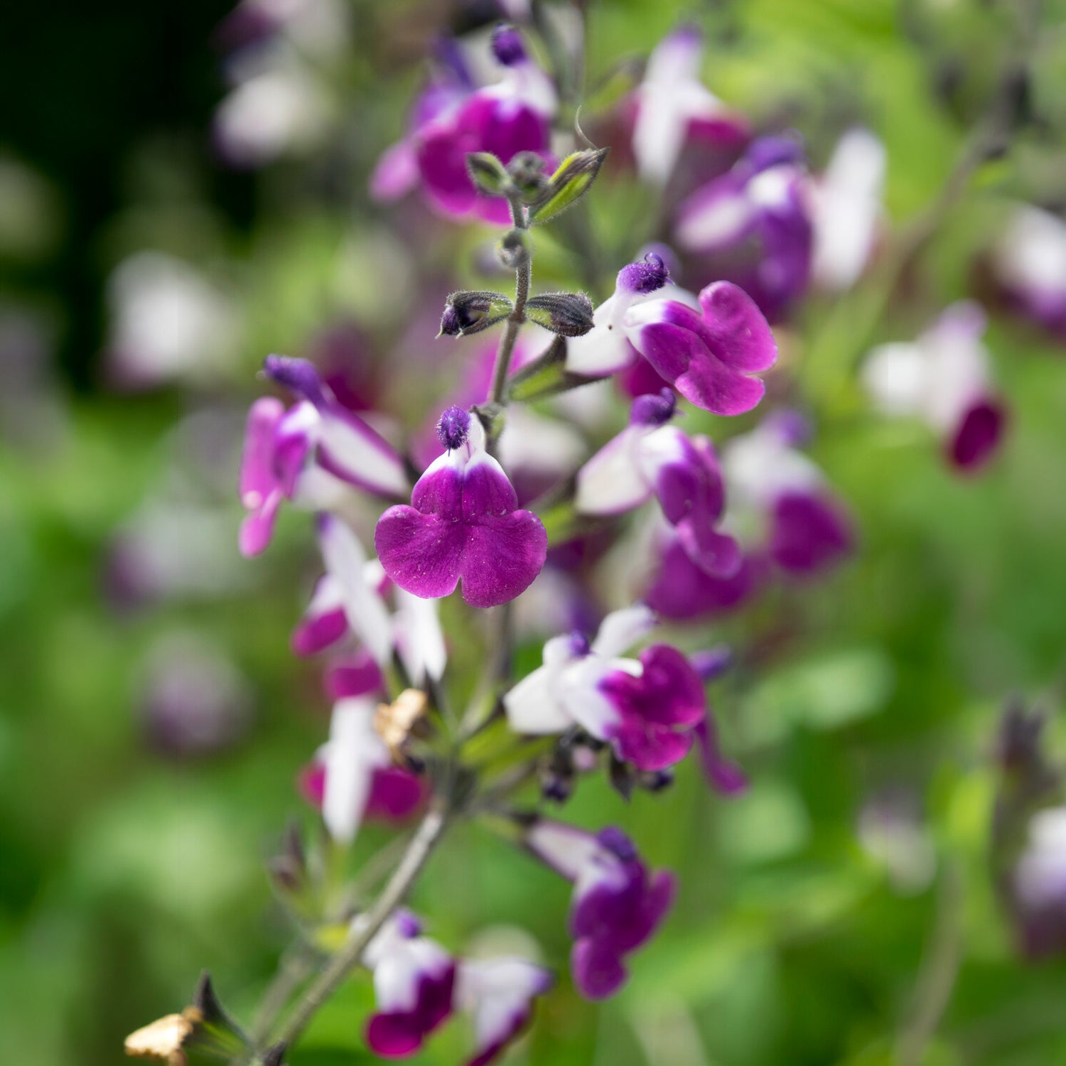 Strauchiger Salbei Amethyst Lips - Willemse