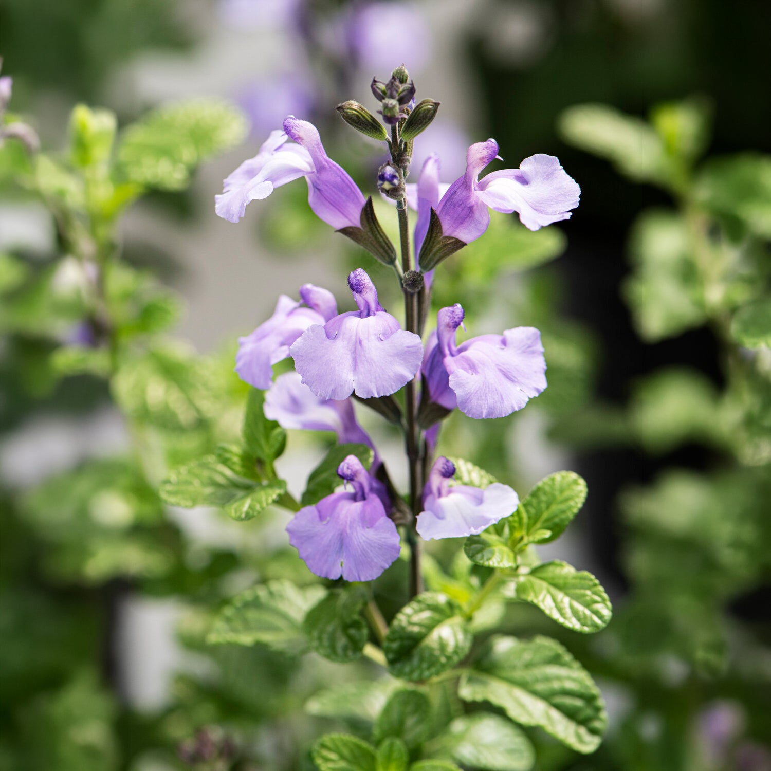 Ziersalbei So Cool Pale Blue - Salvia microphylla So Cool Pale Blue - Willemse