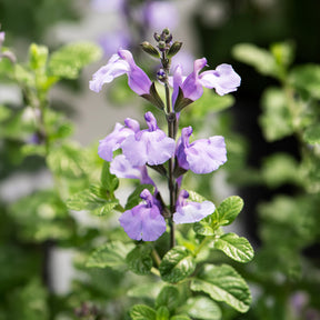 Ziersalbei So Cool Pale Blue - Salvia microphylla So Cool Pale Blue - Willemse