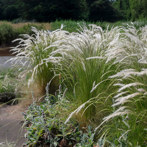 Ichu-Gras - Willemse