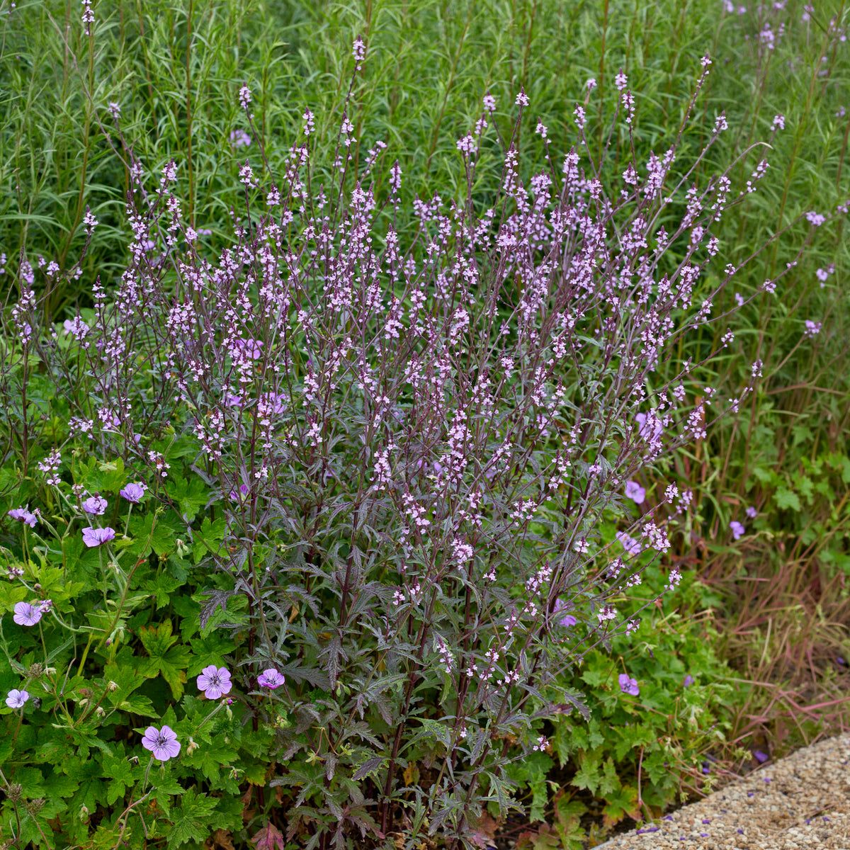 Verkauf Purpurblättriges Eisenkraut Bampton - Verbena officinalis Bampton