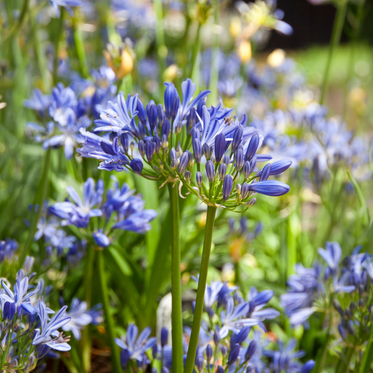 Afrikanische Schmucklilie Charlotte - Agapanthus Charlotte - Willemse