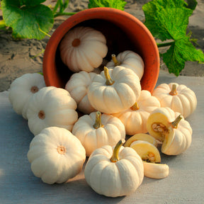 Samen für Kürbisse - Kürbis Baby Boo - Cucurbita pepo Baby Boo