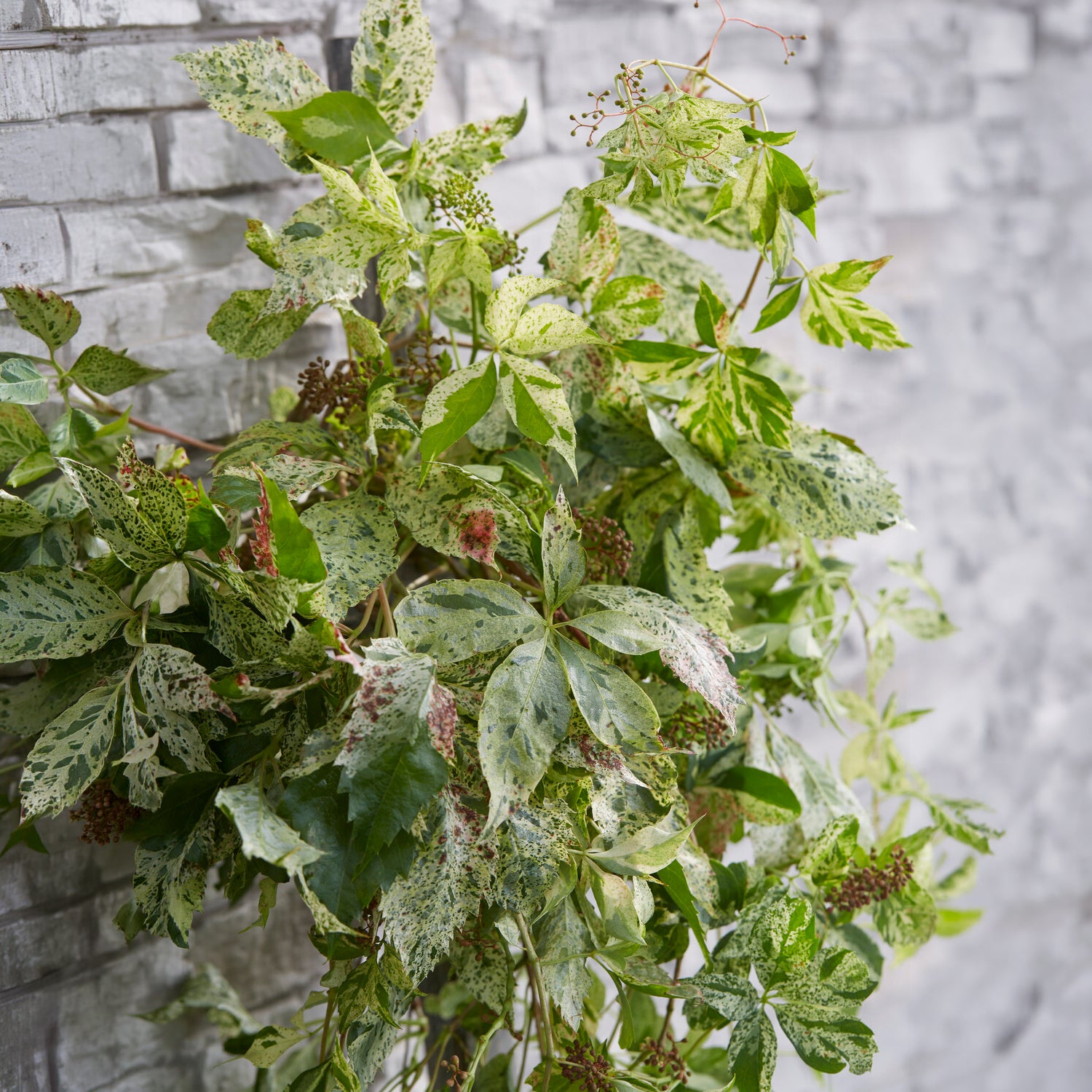 Selbstklimmender Mauerwein MonhamStar shower - Willemse