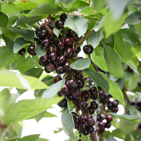 Süßkirsche Regina - Willemse