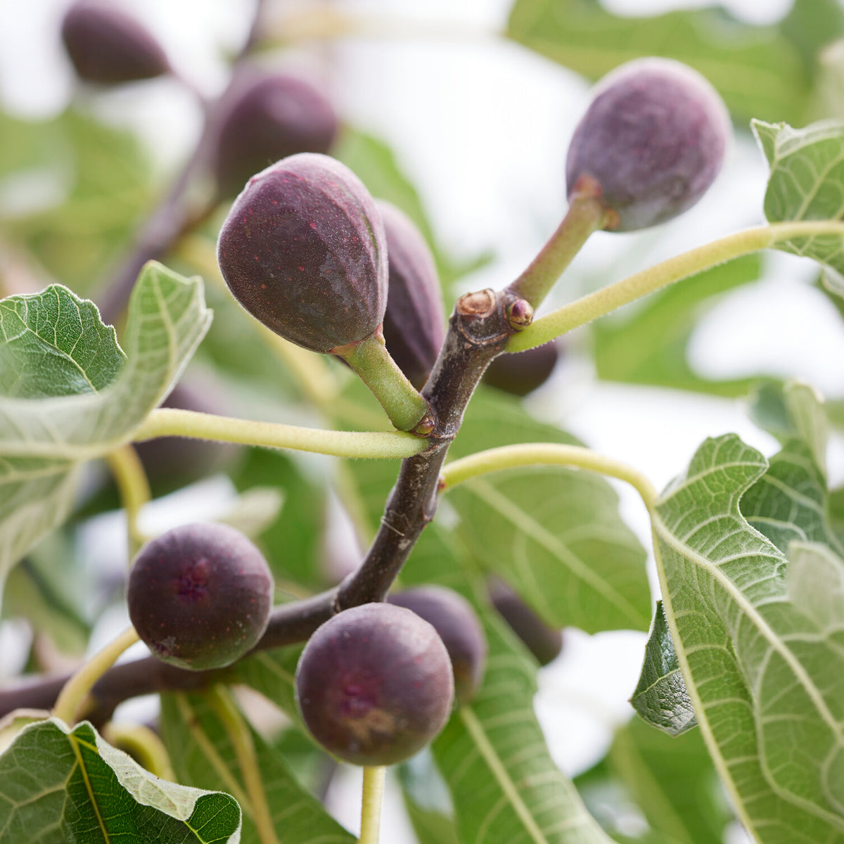 Zwerg-Feige Little Miss Figgy - Ficus carica Little Miss Figgy® - Willemse