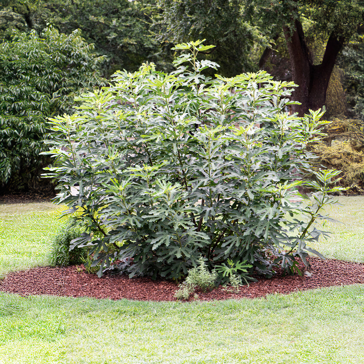 Zwerg-Feige Little Miss Figgy - Willemse