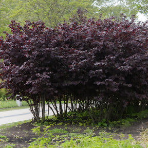 Corylus maxima Rote Zellernuss - Haselnuss Rotblättrige Zellernuss - Haselnuss